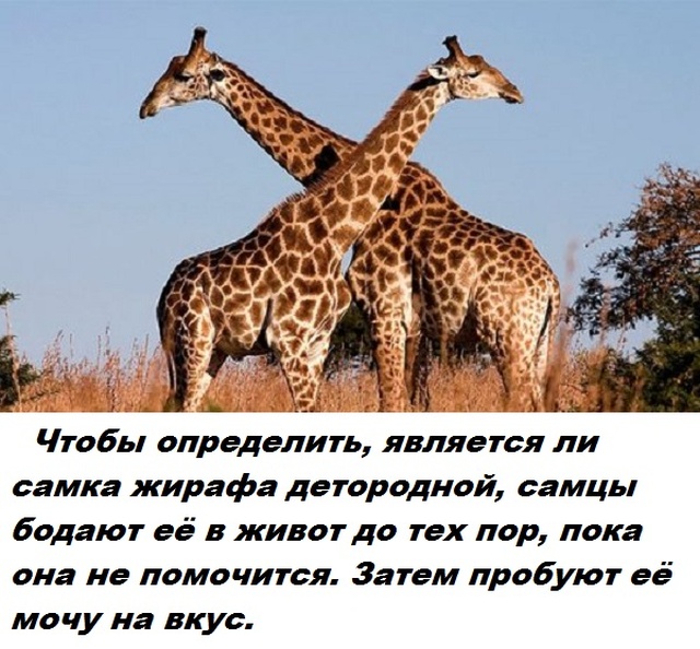 Бесполезные факты обо всем на свете