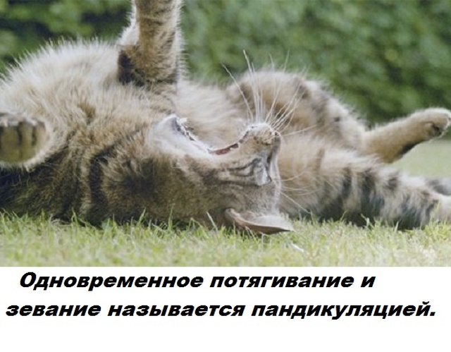 Бесполезные факты обо всем на свете