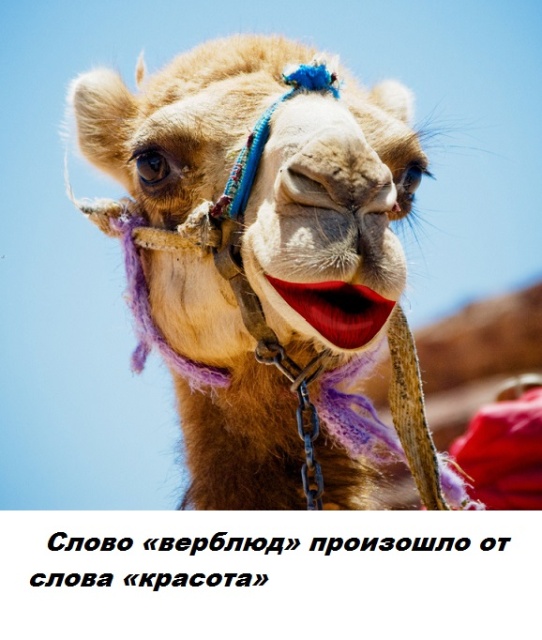 Бесполезные факты обо всем на свете