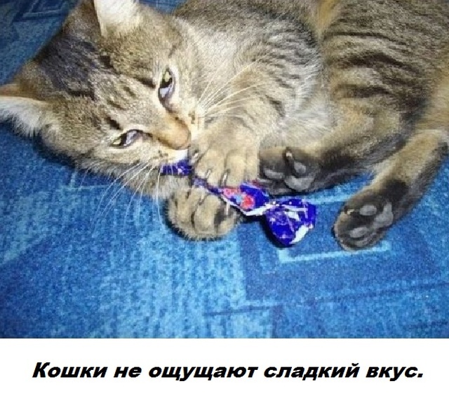 Бесполезные факты обо всем на свете