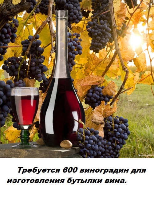 Бесполезные факты обо всем на свете
