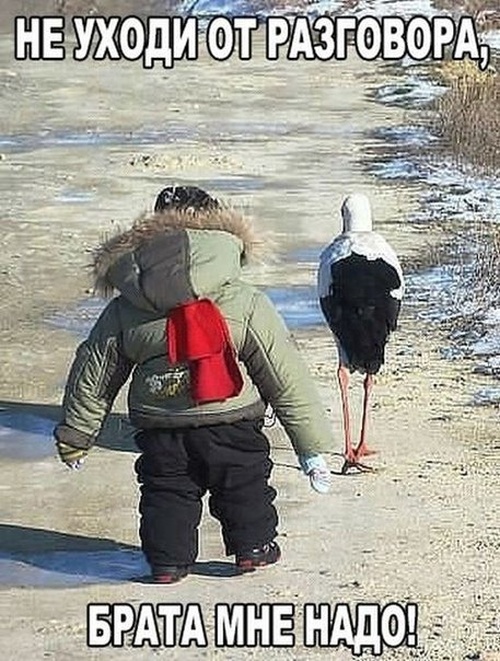 Странный юмор из социальных сетей