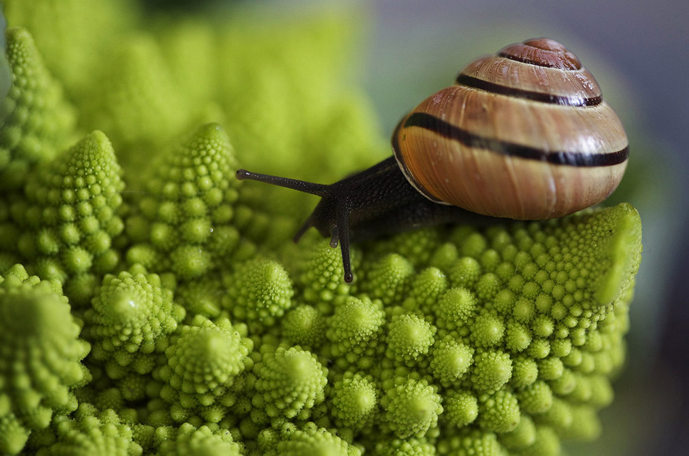 Лучшее с конкурса фотографии National Geographic 2013