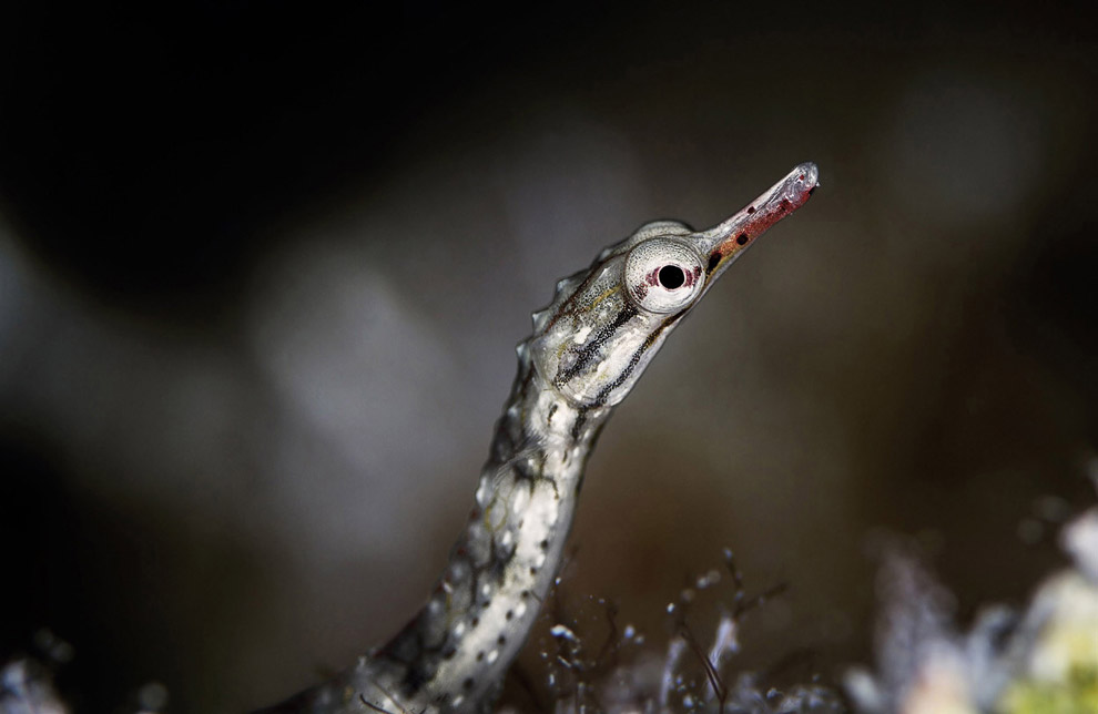 Лучшее с конкурса фотографии National Geographic 2013