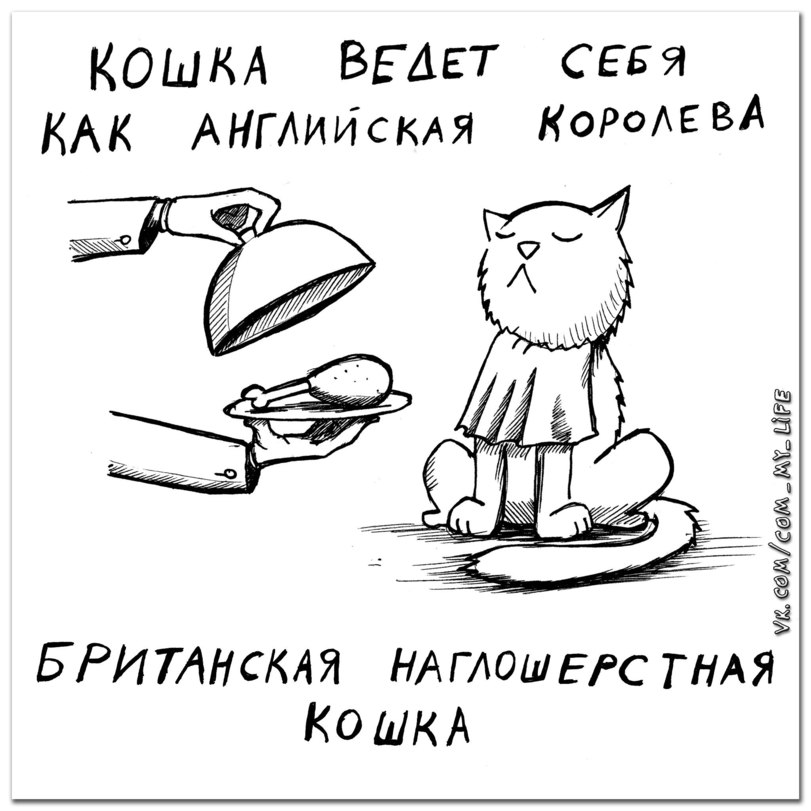 Какой породы ваша кошка?