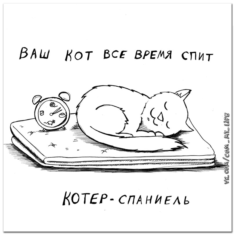 Какой породы ваша кошка?
