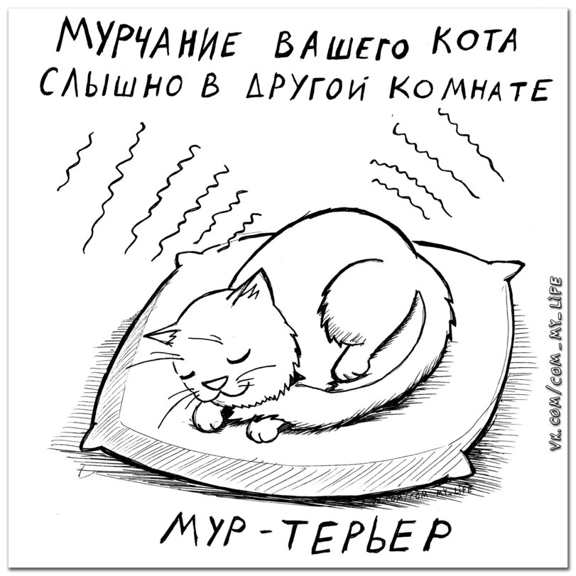 Какой породы ваша кошка?