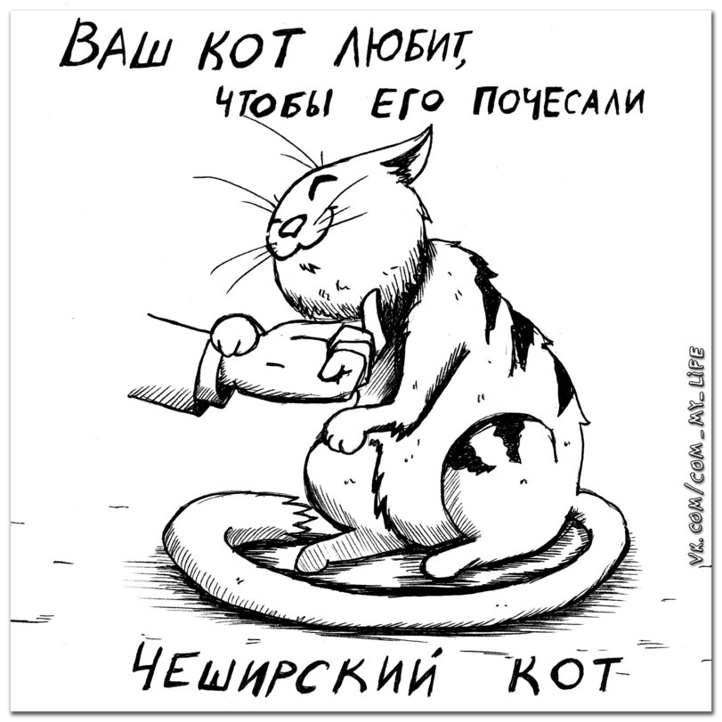 Какой породы ваша кошка?