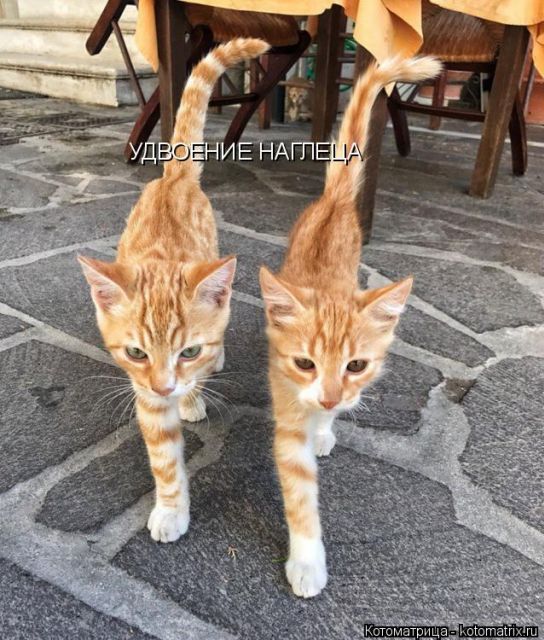 Лучшие котоматрицы недели