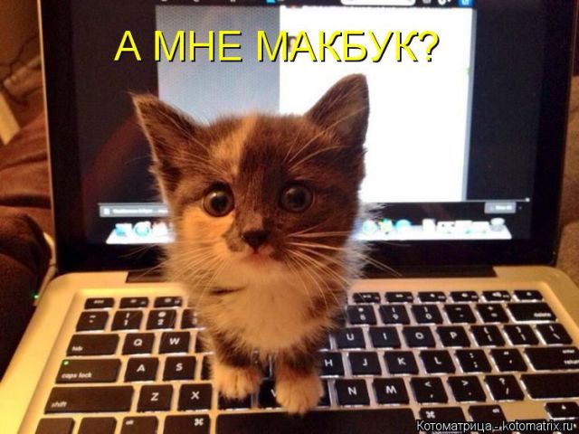 Лучшие котоматрицы недели