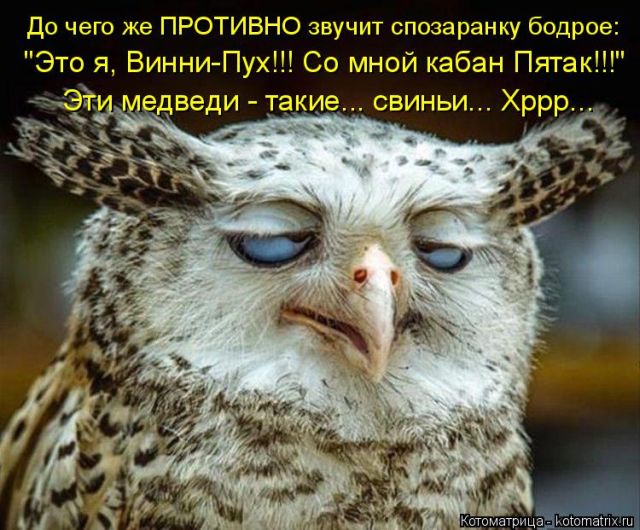 Лучшие котоматрицы недели
