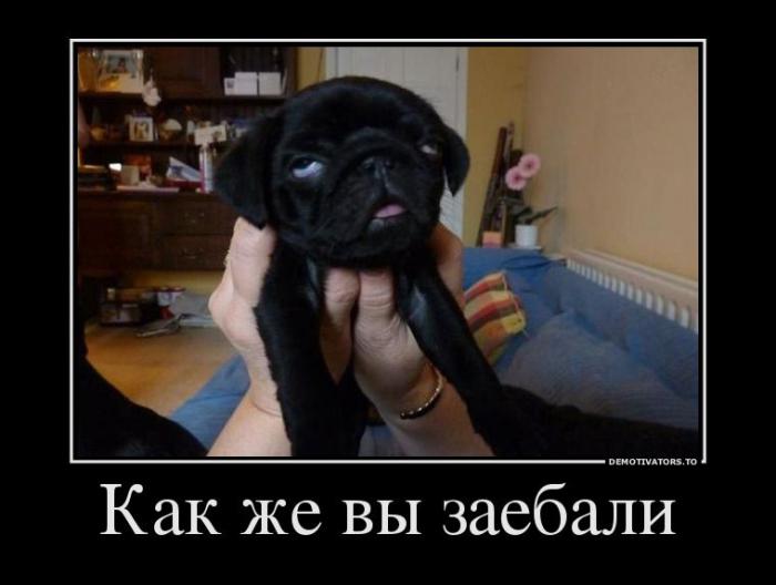 Демотиваторы