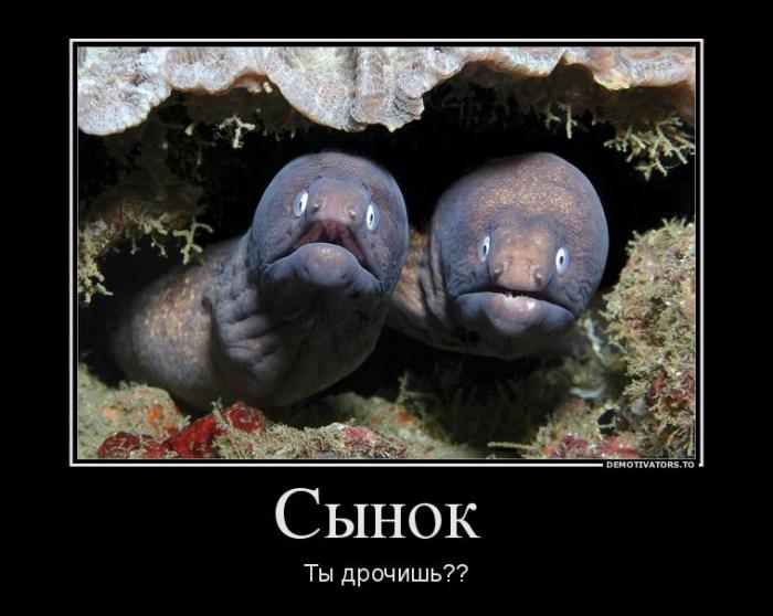 Демотиваторы