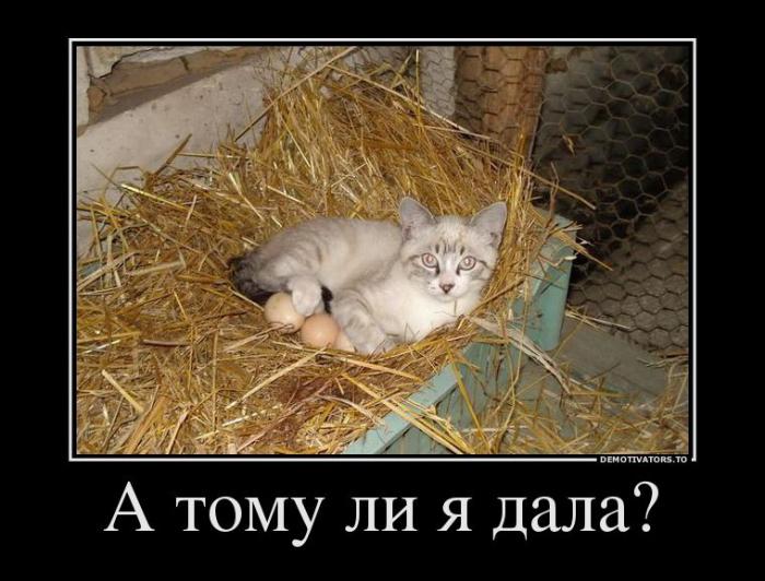 Демотиваторы