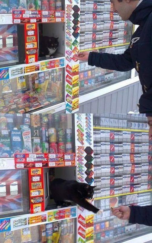 Прикольные картинки