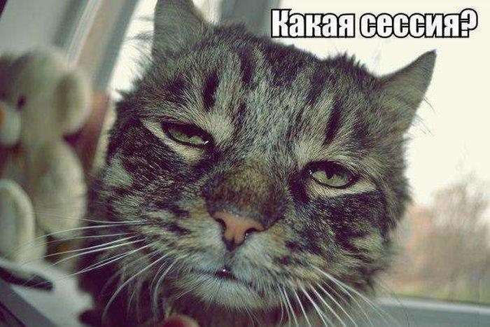 Прикольные картинки