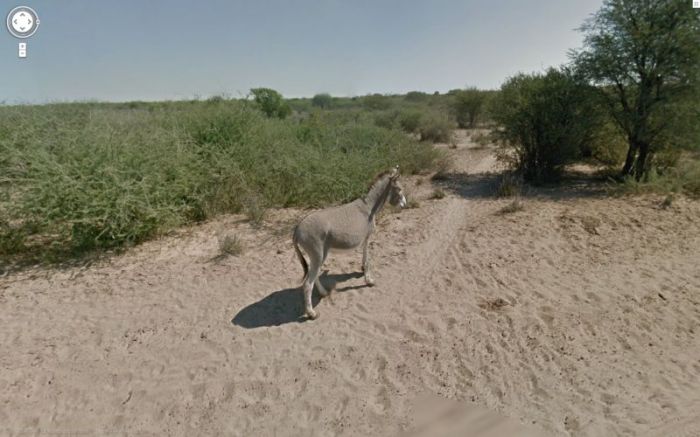 Гугломобиль сбил ослика (10 фото)