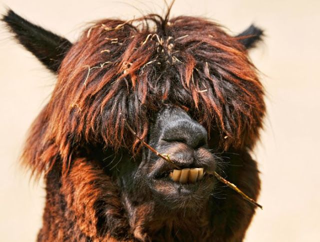 Животные с необычной внешностью