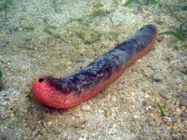 Животные с необычной внешностью