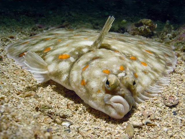 Животные с необычной внешностью