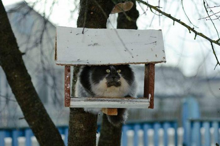 Прикольные картинки