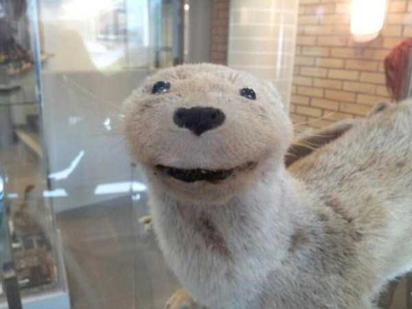 Очередная порция работ упоротых таксидермистов