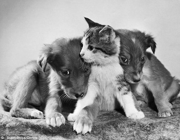 Коты «доинтернетного» периода