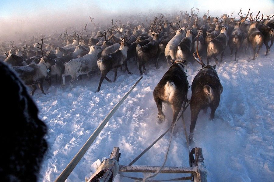 Жители Полярного Круга (23 фото) Жители Полярного Круга (23 фото)