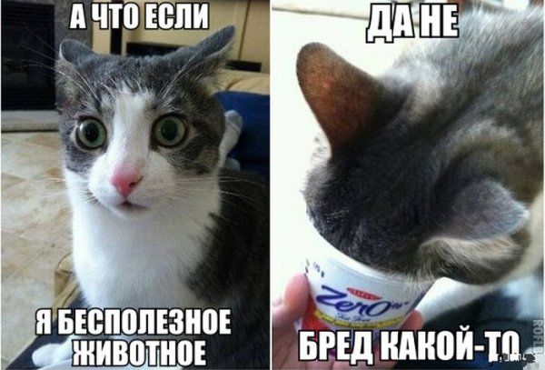 Прикольные картинки (79 фото)