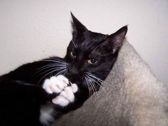 Коты, которые явно задумали что-то нехорошее
