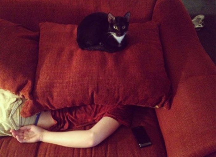 Коты, которые явно задумали что-то нехорошее
