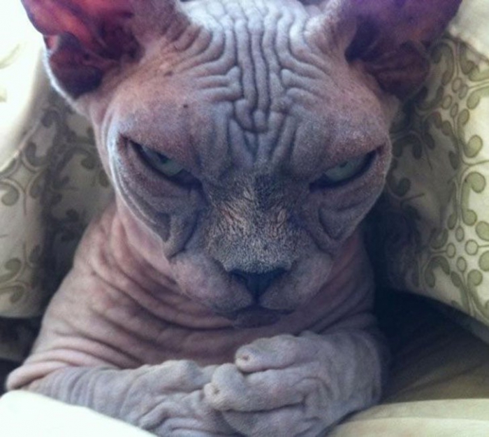 Коты, которые явно задумали что-то нехорошее