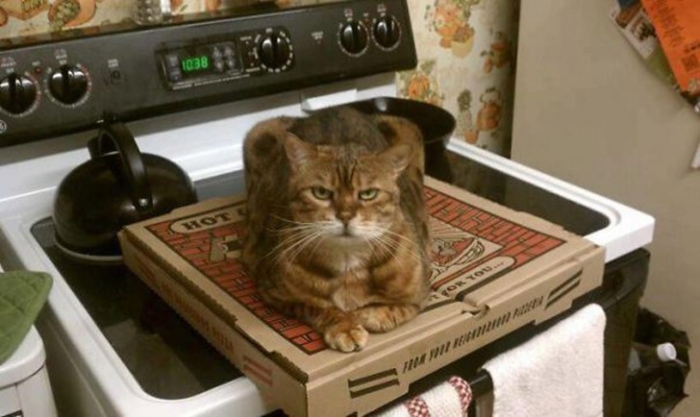 Коты, которые явно задумали что-то нехорошее