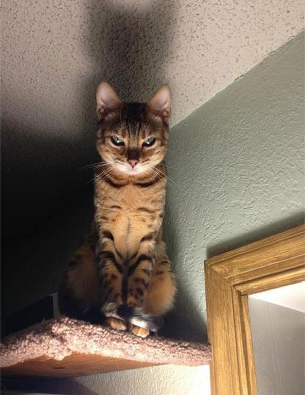 Коты, которые явно задумали что-то нехорошее