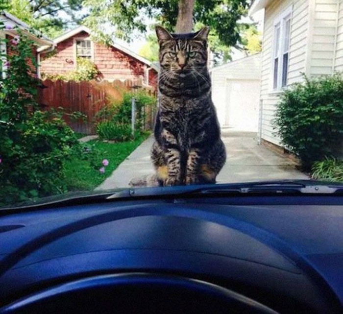 Коты, которые явно задумали что-то нехорошее