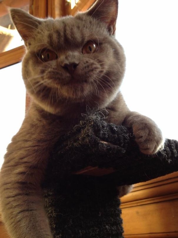 Коты, которые явно задумали что-то нехорошее