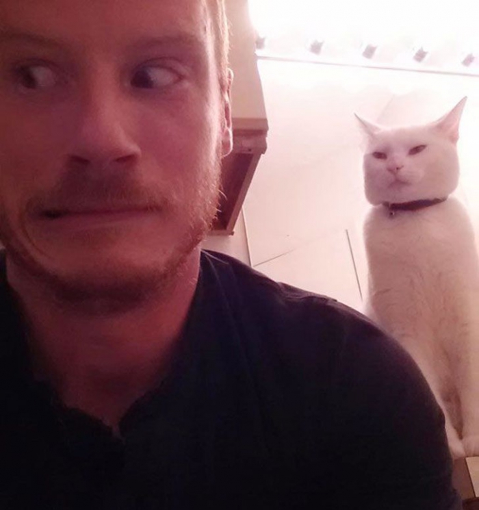 Коты, которые явно задумали что-то нехорошее