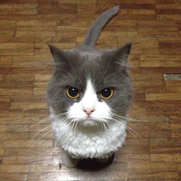 Коты, которые явно задумали что-то нехорошее