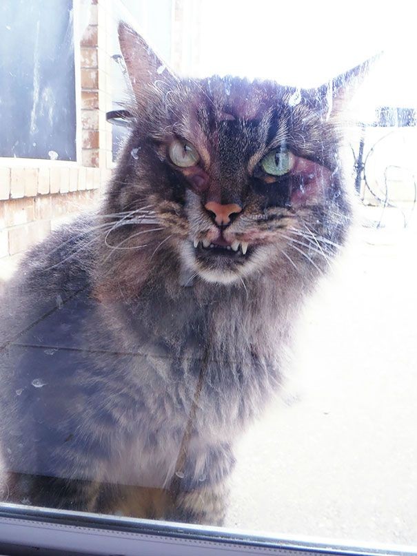 Коты, которые явно задумали что-то нехорошее