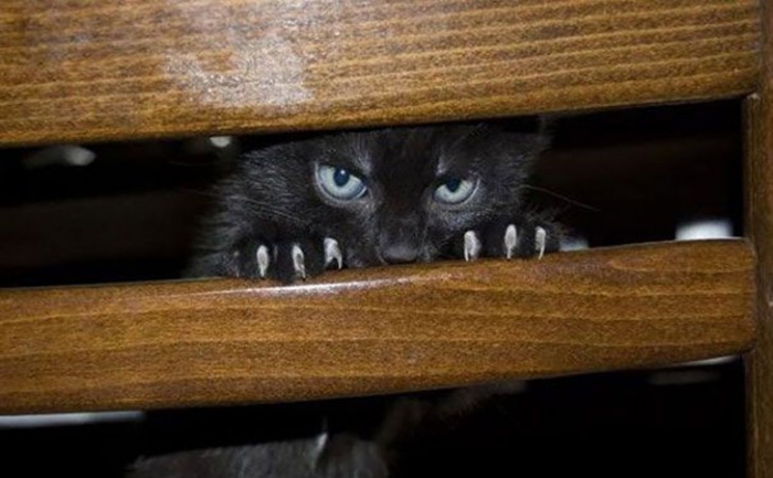 Коты, которые явно задумали что-то нехорошее