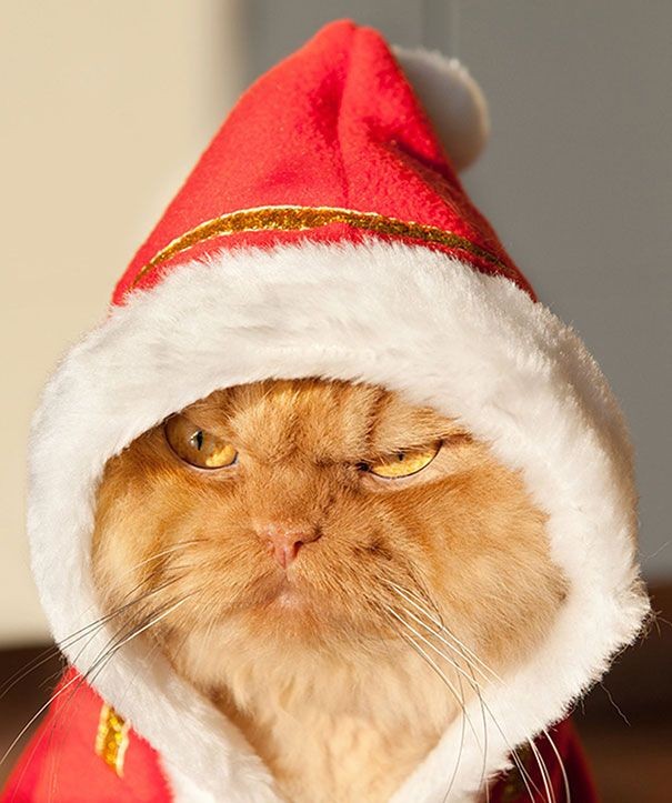 Коты, которые явно задумали что-то нехорошее