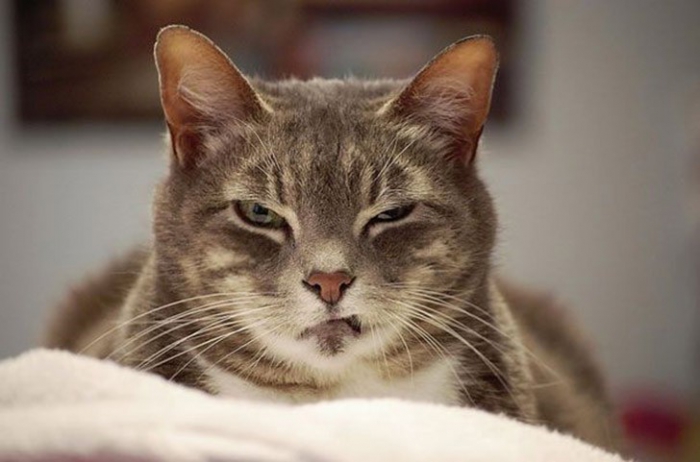 Коты, которые явно задумали что-то нехорошее
