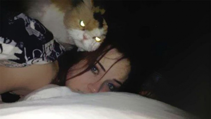 Коты, которые явно задумали что-то нехорошее