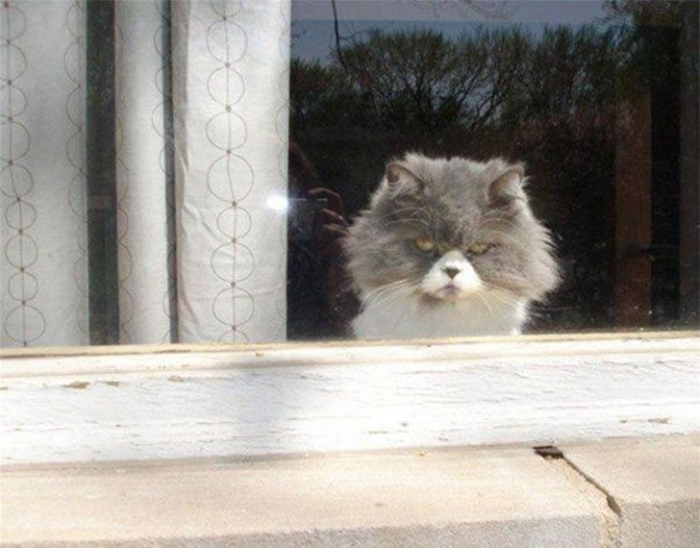 Коты, которые явно задумали что-то нехорошее
