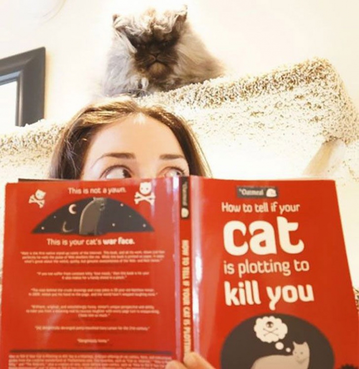Коты, которые явно задумали что-то нехорошее