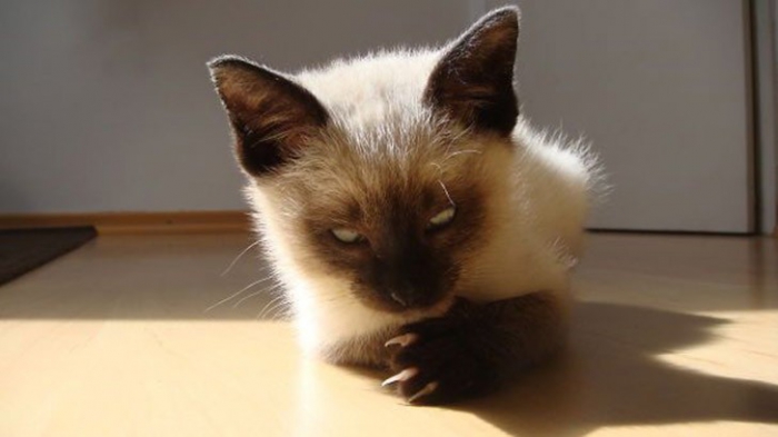 Коты, которые явно задумали что-то нехорошее