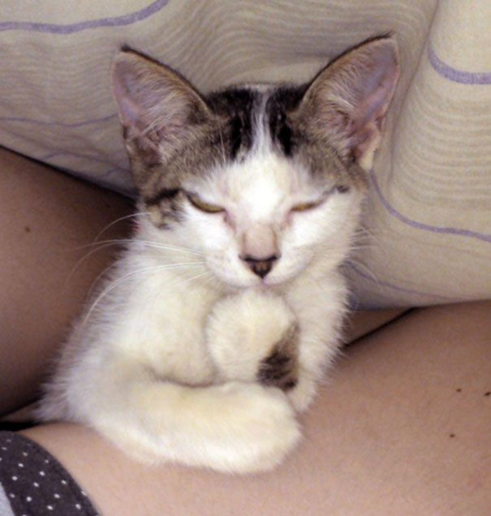 Коты, которые явно задумали что-то нехорошее