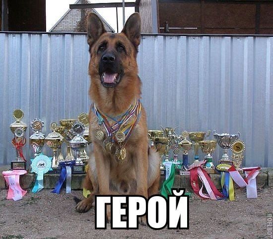 Прикольные картинки (82 фото)