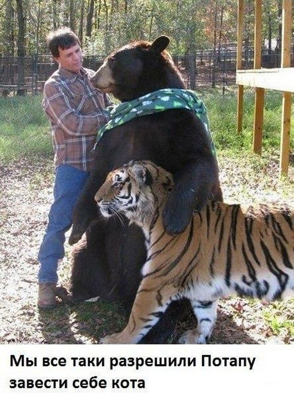 Прикольные картинки (82 фото)