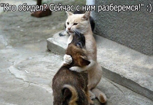 Прикольные картинки (82 фото)